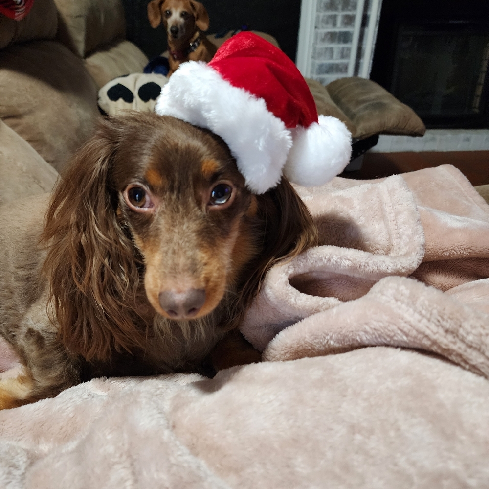 NWT Adorable Pet Costume Santa Clause 🎅 - Picture 2 of 6